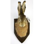 Taxidermy interest. A shield mounted head of a hare, overall H. 33cm.