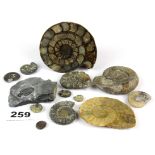 A group of mixed fossils.