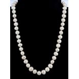 A cultured pearl necklace on a 925 silver clasp, L. 44cm.