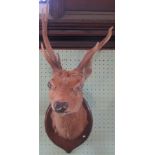 Taxidermy: a five point stag's head.