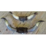 Two mounted Highland cattle horns.