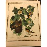 A group of 10 colour reproduction botanical bird prints after Audubon, some in marbled mounts,