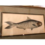 British School 19th century, a pen, ink and watercolour study of a 'Herring of Malabar', probably