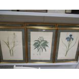 Botanical prints, a set of nine together with another set of six by Redoute together with a quantity