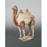 A Tang Dynasty painted pottery camel, well proportioned with twin humps, long legs and long, curving