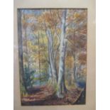 Mary Nicholson (British, 1818-1885), Study of beech trees in woodland, watercolour, 24 x 17cm