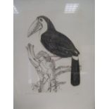 Jack Coutu (British, b.1924) 'Wood Ducks & Drake', numbered 17/75, aquatint, 42 x 62cm; 'Barn Owls',