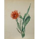 English School, early 19th Century A collection of botanical watercolours to include A flowering