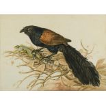 English School, 19th Century A Coucal with a Salamander watercolour 35 x 49cm (14 x 19in)