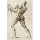 Italian School, 18th Century A group of 4 anatomical studies showing the human musculature and the