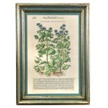 A group of eleven framed 17th century botanical prints, the coloured woodcut illustrated leaves