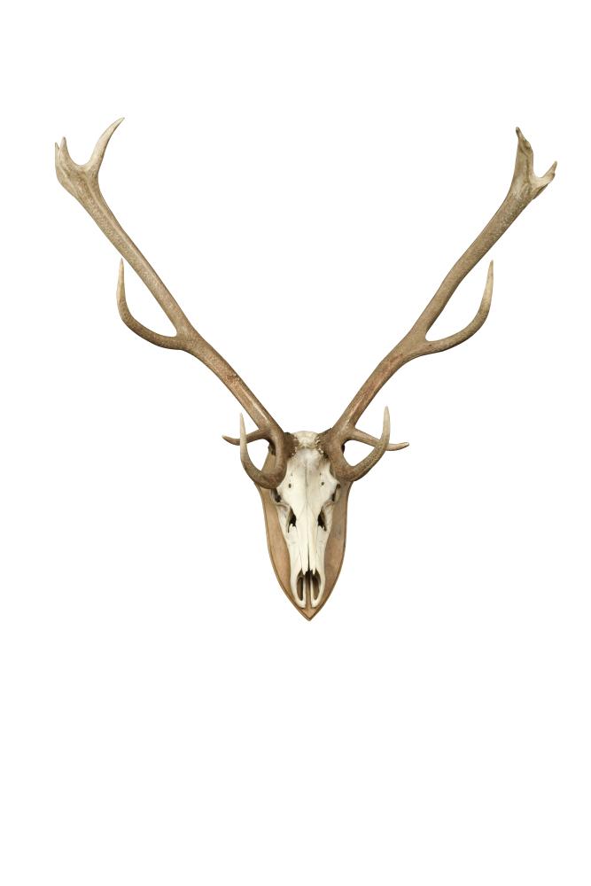 A red deer stag skull mount, of large proportions, on an oak shield 130 x 132cm (51 x 51in)