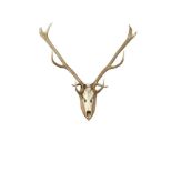 A red deer stag skull mount, of large proportions, on an oak shield 130 x 132cm (51 x 51in)