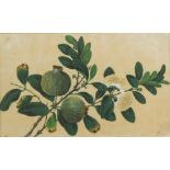 Chinese School, 19th Century Figs on a branch watercolour on pith paper 17.50 x 29cm (7 x 11in)