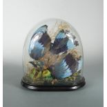 Three Victorian glass domes of taxidermy, each with single specimen including an African Grey