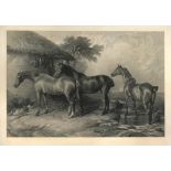 Charles G. Lewis, after Sir Edwin Landseer, RA, Hunters at Grass - Algiers, foaled 1816, Ballyany,