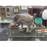 Taxidermy trophy mount - Baboon, full mount carrying an orange