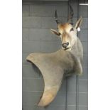 Taxidermy trophy mount - Eland, a large shoulder mount