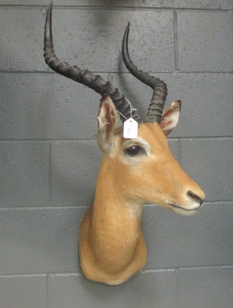 Taxidermy trophy mount - Impala , neck mount together with a Duiker neck mount - Image 2 of 3