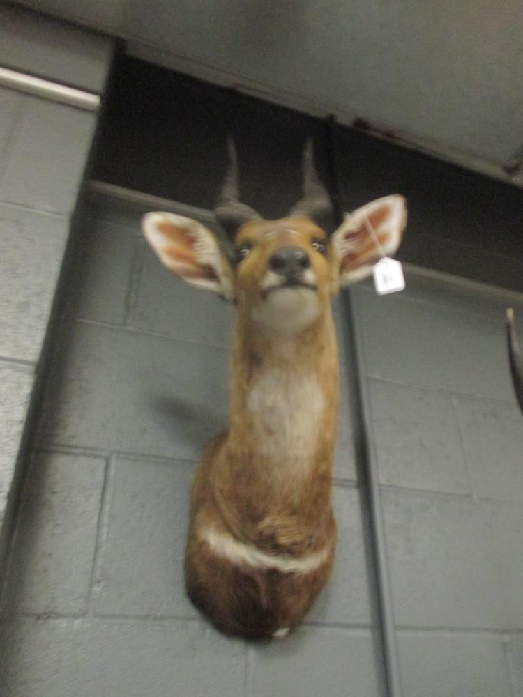 Taxidermy trophy mount - Bushbuck, neck mount - Image 2 of 2