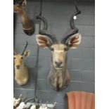 Taxidermy trophy mount - Southern Greater Kudu, a large neck mount