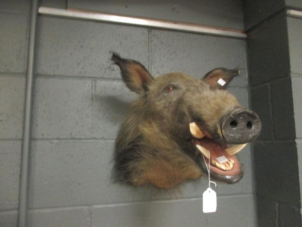 Taxidermy trophy mount - Wild Boar, neck mount