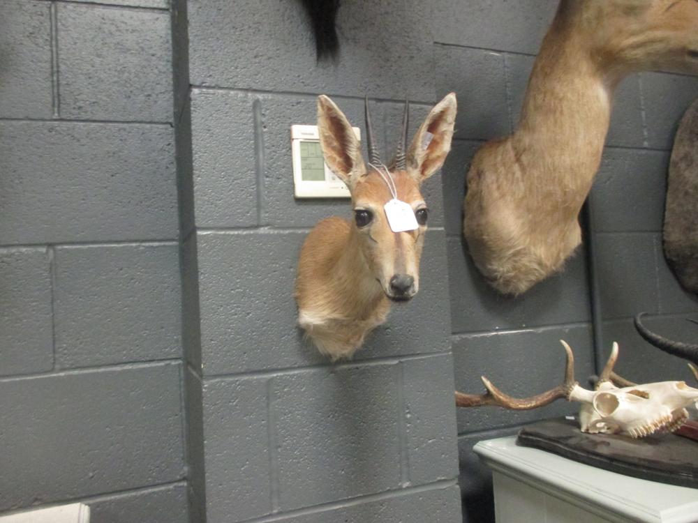 Taxidermy trophy mount - Impala , neck mount together with a Duiker neck mount