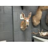 Taxidermy trophy mount - Impala , neck mount together with a Duiker neck mount