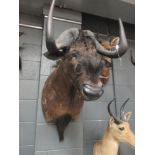 Taxidermy trophy mount - Black Wilderbeest, neck mount