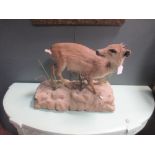 Taxidermy trophy mount - Dik Dik, full mount