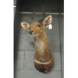 Taxidermy trophy mount - Bushbuck, neck mount