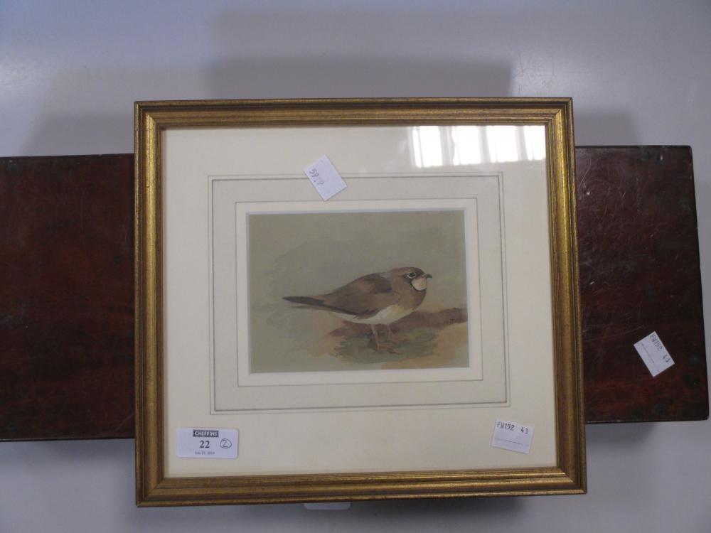 A 19th century mahogany and brass bound artists box, and a small watercolour of a pratincole