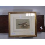 A 19th century mahogany and brass bound artists box, and a small watercolour of a pratincole