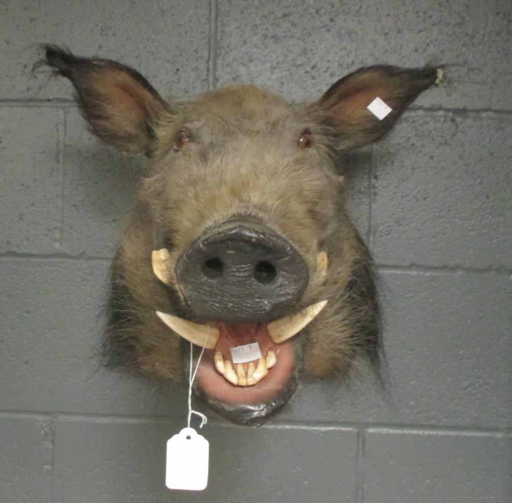 Taxidermy trophy mount - Wild Boar, neck mount - Image 2 of 2