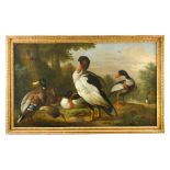Attributed to Jakob Bogdani (Hungarian, 1660-1724) A Muscovy duck, mallard, shellduck, pochard and a
