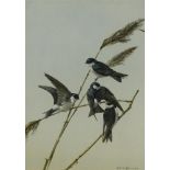 § Edwin Penny (British, 1930-2016) 'House Martins' signed lower right "Edwin Penny" watercolour 50.