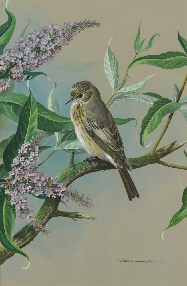 § Basil Ede (British, 1931-2016) Spotted flycatcher on a Buddleia signed lower right "Basil Ede"