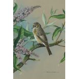 § Basil Ede (British, 1931-2016) Spotted flycatcher on a Buddleia signed lower right "Basil Ede"