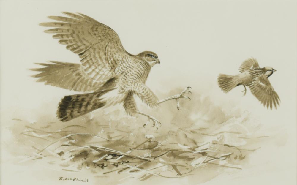 § Roger McPhail (British, b.1953) Sparrowhawk signed lower left "R McPhail" gouache 14.50 x 22.