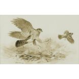 § Roger McPhail (British, b.1953) Sparrowhawk signed lower left "R McPhail" gouache 14.50 x 22.