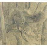 Sally Hynard (British, 20th Century) Squirrel signed lower right "Sally Hynard" pencil, in a