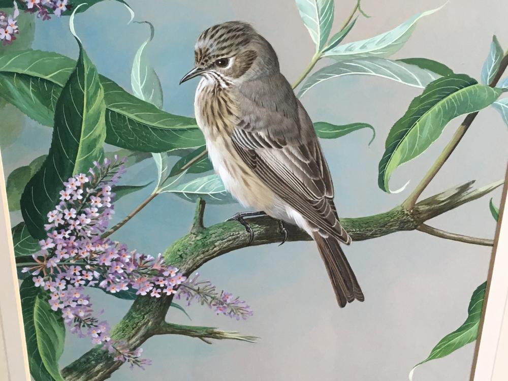 § Basil Ede (British, 1931-2016) Spotted flycatcher on a Buddleia signed lower right "Basil Ede" - Image 4 of 6