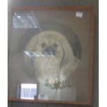 William Harris Weatherhead - study of a Pekinese Dog, watercolour 24cm diameter