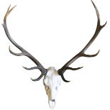 A red stag skull mount 83cm (32in)