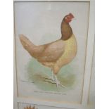 Four lithographs of domestic fowl, framed as one in a maple frame