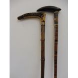 A segmented specimen horn walking cane and one other with a silver mount.