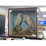 Taxidermy; An Early 20thC Cased Pair of Barn Owls, in naturalistic setting.