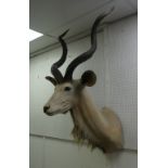 Taxidermy: study of a Kudu, shoulder mount with head looking straight ahead, 34in (86cm) from the