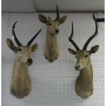 Taxidermy: study of a Gazelle, shoulder mount with head looking to the right, 18in (46cm) from the