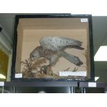 Taxidermy; A 19thC Cased Kestrel, in naturalistic setting with label for G. Hall Bird Preserver, Eto